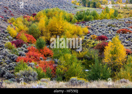 Couleurs d'automne dans un bassin de drainage près de Crowheart, Wyoming, USA. Sortie Rt. 287 Banque D'Images