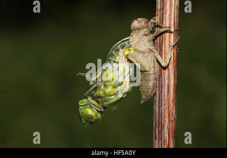 L'émergence d'un corps large Chaser Dragonfly (Libellula depressa). Banque D'Images