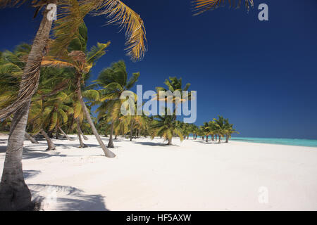 Le cocotier (Cocos nucifera) sur une plage près de Punta Cana, République dominicaine, Caraïbes Banque D'Images