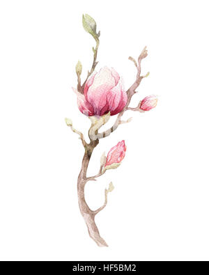 Aquarelle fleur de Magnolia décoration papier peint main art floral arbre isolé libre illustration. Fleurs naturelles décorative Banque D'Images