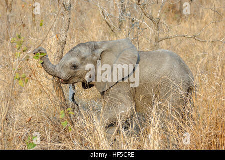 Un bébé éléphant africain (Loxodonta africana) joue dans les hautes herbes de la savane, Afrique du Sud, l'Afrique Banque D'Images