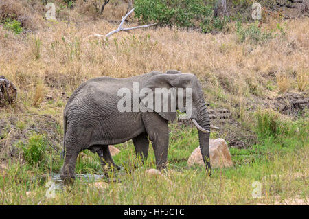 Un homme African Elephant (Loxodonta africana) promenades à travers l'eau peu profonde d'une rivière en Afrique du Sud, l'Afrique