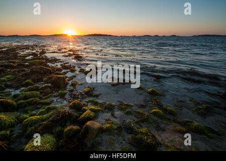 Le coucher du soleil sur l'île de Tresco, illuminant les algues et des roches couvertes d'algues sur la plage de point barre Banque D'Images