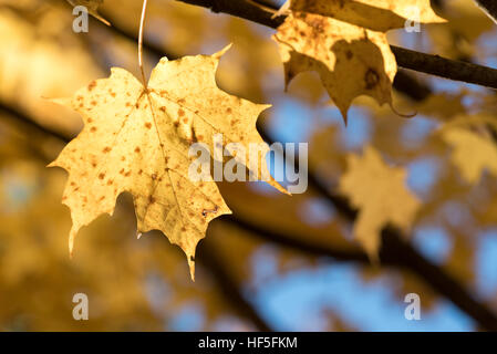 Feuilles d'érable à l'automne, le vert des montagnes, New York Banque D'Images