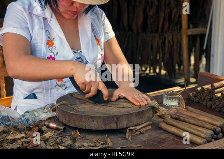 Les feuilles de tabac frais coupe femme pour faire des cigares roulés à la main, Playa Del Carmen, Mexique Banque D'Images