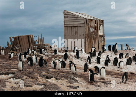 Reste de l'équipe nord de Scott cabane construite près de Carsten Borchgrevink sur la cabane de plage Ridley au Cap Adare, Antarctique. Banque D'Images