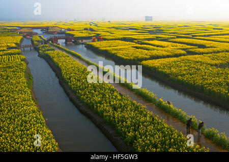 Thousand-Islet avec champs de fleurs de canola qui coule à travers les rivières, Xinghua, Province de Jiangsu, Chine Banque D'Images