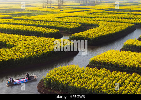 Bateau à rames sur la rivière par Thousand-Islet champs de fleurs de canola, Xinghua, Province de Jiangsu, Chine Banque D'Images
