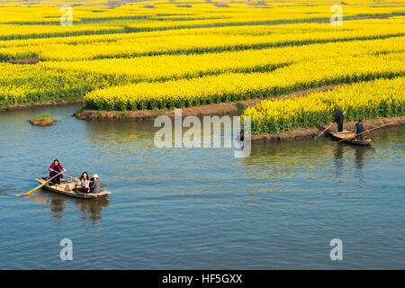 Bateau à rames sur la rivière par Thousand-Islet champs de fleurs de canola, Xinghua, Province de Jiangsu, Chine Banque D'Images