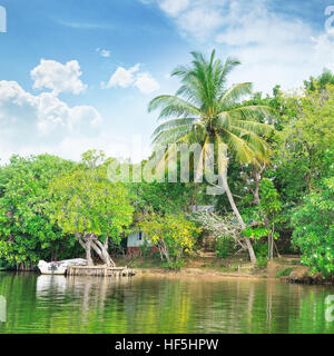 Fleuve tropical avec des palmiers sur les rives Banque D'Images