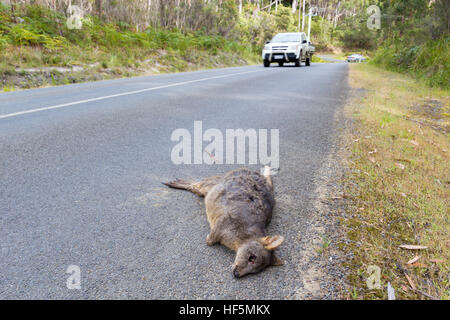 Bruny Island, Tasmanie, Australie - le 18 décembre 2016 : le wallaby morts sur le bas-côté de la route Banque D'Images