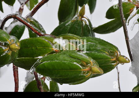 Enveloppe de glace feuilles Rhododendron photographié à Shelton, WA USA Banque D'Images