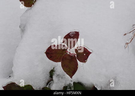 Une mangeoire couverte de givre photographiée près de Shelton, Washington, États-Unis Banque D'Images