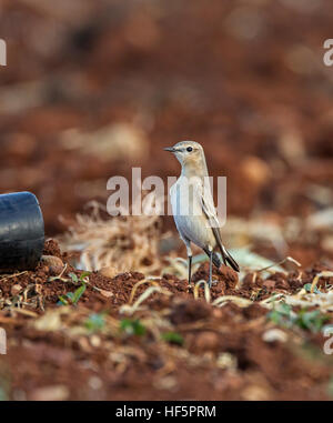 Traquet motteux Oenanthe isabellina Isabelline Mandria Printemps Chypre Banque D'Images