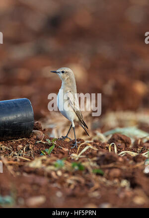 Traquet motteux Oenanthe isabellina Isabelline Mandria Printemps Chypre Banque D'Images