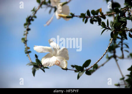 Hibiscus dans le ciel Banque D'Images