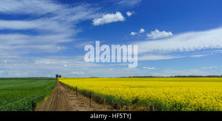 Les cultures de canola, en pleine fleur de printemps, près de Barossa, Australie-Méridionale, Australie Banque D'Images