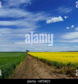 Les cultures de canola, en pleine fleur de printemps, près de Barossa, Australie-Méridionale, Australie Banque D'Images