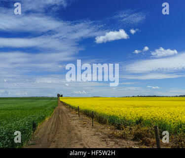 Les cultures de canola, en pleine fleur de printemps, près de Barossa, Australie-Méridionale, Australie Banque D'Images