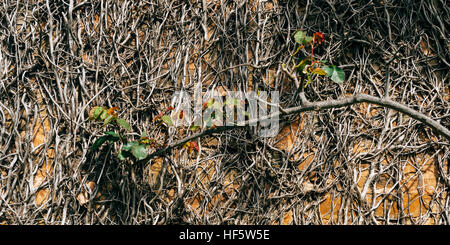 Plantlife et une texture mur créer ce résumé dans la Barossa, Australie-Méridionale, Australie. Banque D'Images