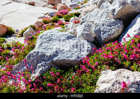 Tioga Pass est un col de montagne dans les montagnes de la Sierra Nevada. La State Route 120 traverse, et sert de point d'entrée pour l'est de Yosemite Nati Banque D'Images