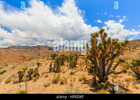 Paysage avec arbres à Joshua Joshua Tree Road, dans le désert de Mojave, près de Scenic Backway. Banque D'Images