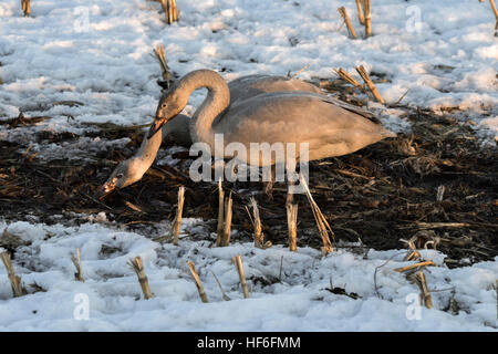 Paire de cygnes chanteurs juvénile au coucher du soleil d'alimentation dans le champ d'un agriculteur, près de Tsurui village, Hokkaido, Japon Banque D'Images