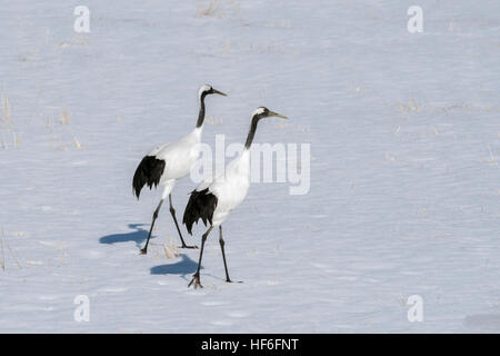 Paire de grues à couronne rouge de marcher sur un champ de neige, près de Tsurui Grue Tancho Oti Sanctuaire, Hokkaido, Japon Banque D'Images