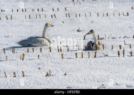 Cygne chanteur et juvéniles dans le chaume de maïs, près de Tsurui Grue Tancho Oti Sanctuaire, Hokkaido, Japon Banque D'Images