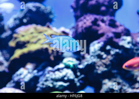 Bleu Vert chomis Chromis viridis, poissons, a une couleur vert pâle et se trouve sur le récif Banque D'Images