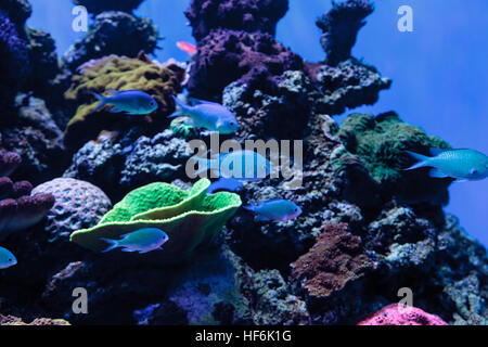 Bleu Vert chomis Chromis viridis, poissons, a une couleur vert pâle et se trouve sur le récif Banque D'Images