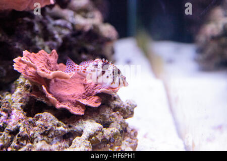 Falco hawkfish Cirrhitichthys falco sur les perchoirs et attend ses proies dans un aquarium récifal. Banque D'Images