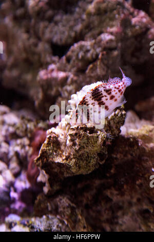 Falco hawkfish Cirrhitichthys falco sur les perchoirs et attend ses proies dans un aquarium récifal. Banque D'Images