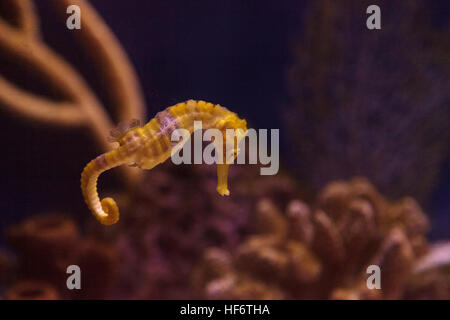 Hippocampes Hippocampus erectus bordée d'accroche à un brin d'algue. Banque D'Images