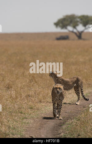 Deux Cheetah standing in Kenya Banque D'Images