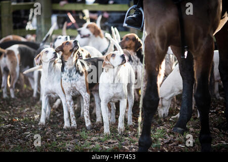 Faites glisser le Cheshire et chiens de chasse suit les ligne Doyen près de Wilmslow Cheshire , l'Angleterre d'aujourd'hui (Boxing Day , lundi 26 Banque D'Images