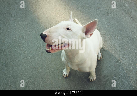English bull terrier Banque D'Images