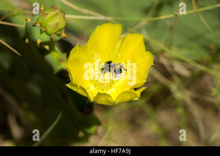 Fleur de cactus avec Bee Banque D'Images