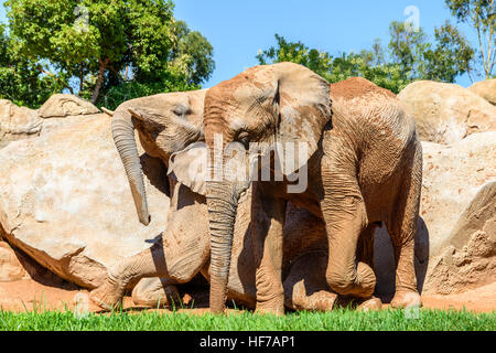 Deux éléphants africains au Zoo Banque D'Images