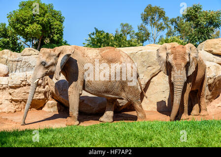 Deux éléphants africains au Zoo Banque D'Images