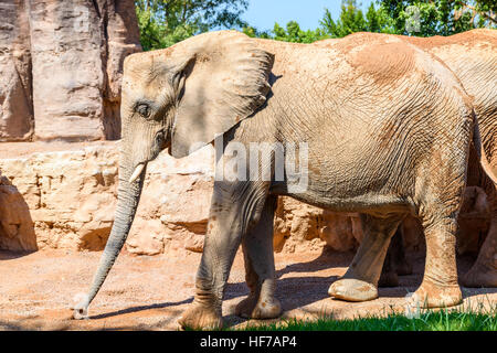 Deux éléphants africains au Zoo Banque D'Images