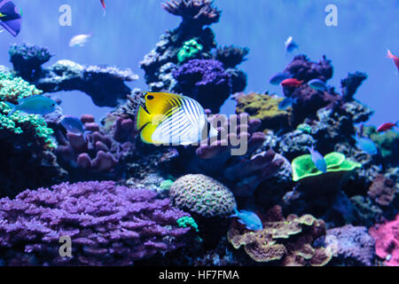 Papillons Threadfin appelé Chaetodon auriga avec un Chromis bleu-vert poisson dans un récif de corail Banque D'Images