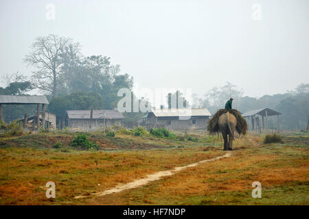 Katmandou, Népal. 12Th sep 2016. Mahout venant vers la maison après la collecte de denrées alimentaires à partir de lieu plus proche à Sauhara, Chitwan. © Narayan Maharjan/Pacific Press/Alamy Live News Banque D'Images