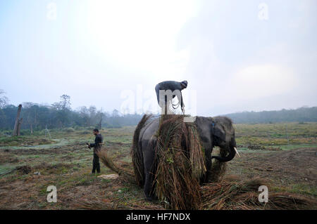 Katmandou, Népal. 12Th sep 2016. Un cornac supprime recueillies à partir de l'alimentation lieu plus proche à Sauhara, Chitwan. © Narayan Maharjan/Pacific Press/Alamy Live News Banque D'Images