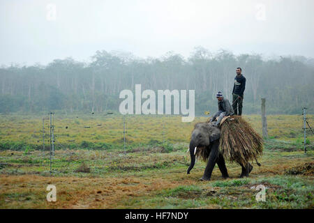 Katmandou, Népal. 12Th sep 2016. Mahout venant vers la maison après la collecte de denrées alimentaires à partir de lieu plus proche à Sauhara, Chitwan. © Narayan Maharjan/Pacific Press/Alamy Live News Banque D'Images