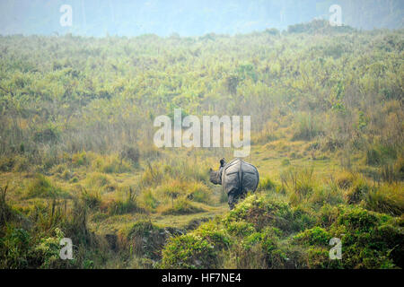 Katmandou, Népal. 12Th sep 2016. Un rhinocéros sauvages vu autour du parc national Royal de Chitwan à Sauhara, Chitwan. © Narayan Maharjan/Pacific Press/Alamy Live News Banque D'Images