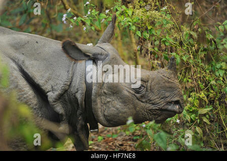 Katmandou, Népal. 12Th sep 2016. Un rhinocéros sauvages vu autour du parc national Royal de Chitwan à Sauhara, Chitwan. © Narayan Maharjan/Pacific Press/Alamy Live News Banque D'Images