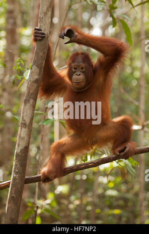 Jeune arbre d'escalade sauvage d'Orangutan au Camp Leakey dans la forêt tropicale de Bornéo. Pongo pygmaeus. Espèces en danger critique d'extinction Banque D'Images