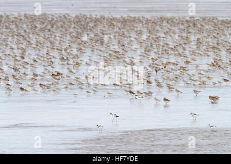 Pied Avocets (Recurvirostra avosetta) et le Bécasseau maubèche (Calidris canutus) à Snettisham RSPB Réserve. Le Norfolk. UK. Banque D'Images