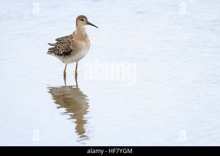 Ruff (Calidris pugnax), juvénile debout dans l'eau peu profonde. La réserve RSPB Titchwell. Le Norfolk. UK. Banque D'Images